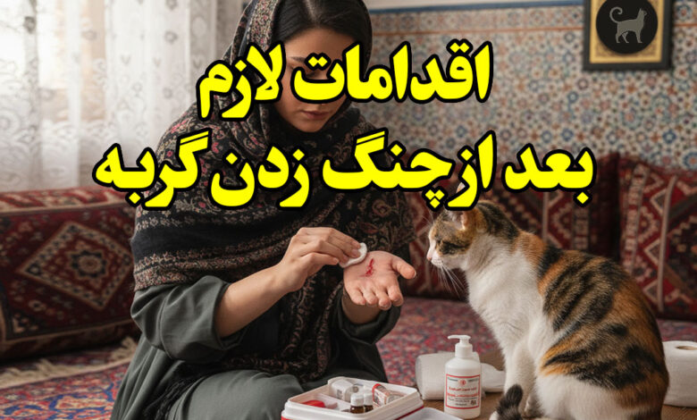 اقدامات لازم بعد از چنگ زدن گربه