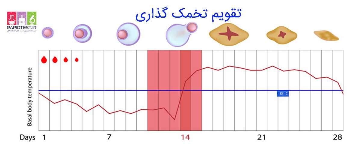 تست تخمک گذاری