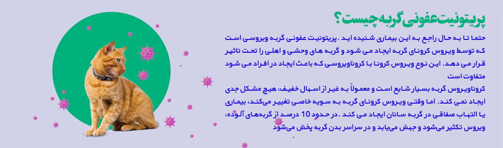 کیت تشخیص کرونا گربه یا FIP