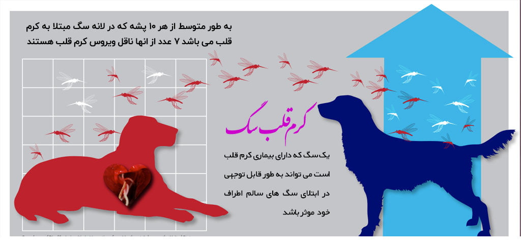 کرم قلب سگ